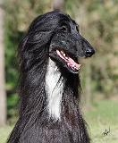 Afghan Hound AA017D-101